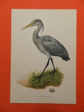 Graureiher oder Fischreiher (Ardea cinerea) Farbdruck 1953 Ornithologie