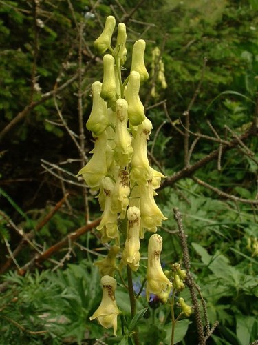 Gelber eisenhut aconitum - gelber,