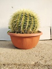 Echinocactus grusonii pflanze - echinocactus,