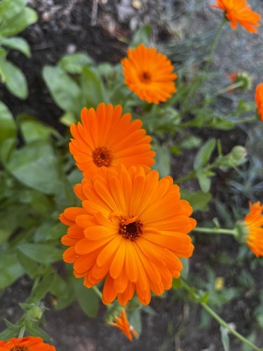 Junge ringelblumen - junge,