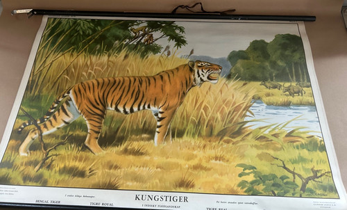 Schulwandkarte lehrtafel tiger - lehrtafel,