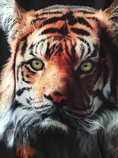 eye of the tiger L hoodie