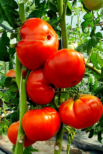 Tomatensamen usa - samen);,