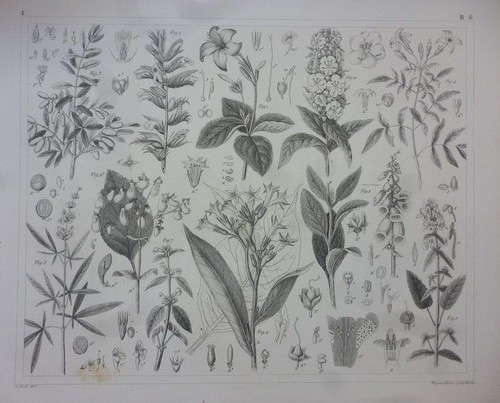 Orig stahlstich pflanzen - orig., stahlstich: