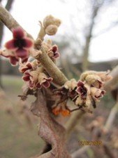 Hamamelis mollis Rochester -