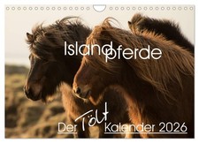 Islandpferde - Der Tölt