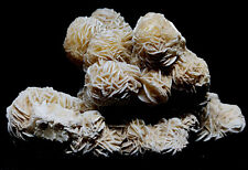 Gipsrose, Sandrose aus Chihuahua. Mexiko # 003