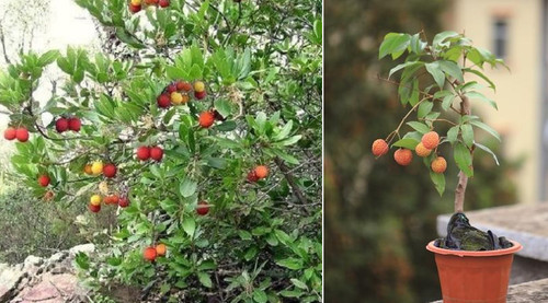 Erdbeerbaum frosthartes