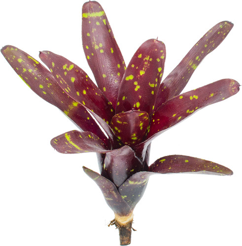 Bromelie neoregelia hansen - bromelie,,