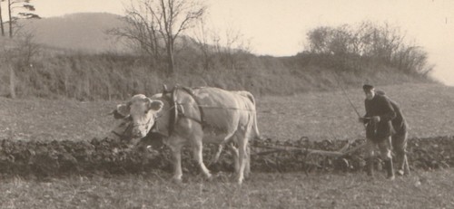 776 foto landwirtschaft - foto,