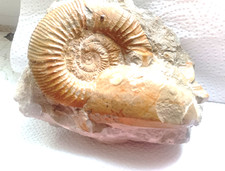 Ammoniten, 8, cm,Jura