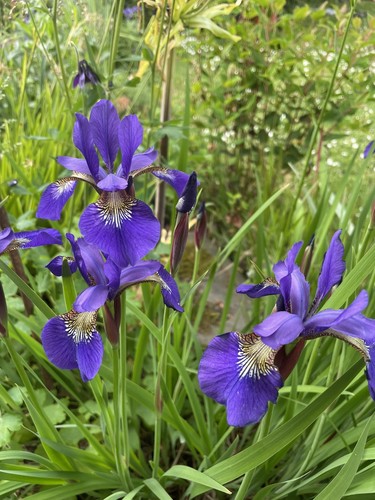 Iris sibirica sibirischen - sibirica,,