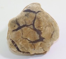 Saurier-Koprolith, Jura