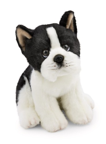 Kuscheltier hund boston - kuscheltier,