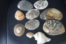 Muschelgehäuse Muschel Gehäuse Aquarium Zubehör  10 Stück