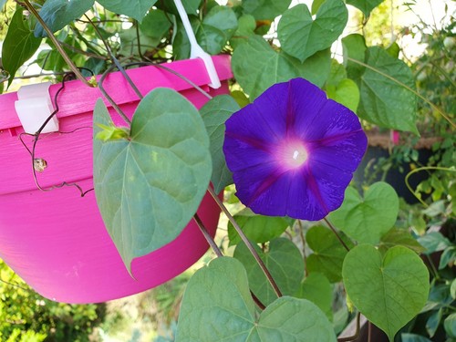 Trichter prunkwinde - trichter/prunkwinde, –