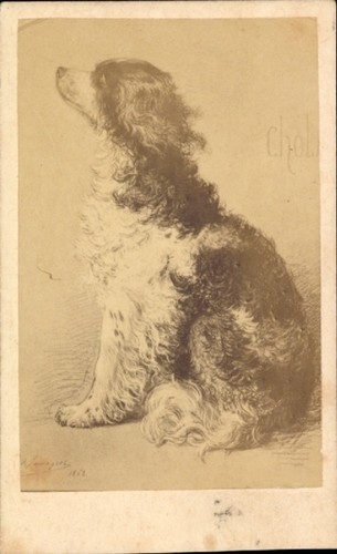 Cdv tierportrait sitzender - cdv, tierportrait,