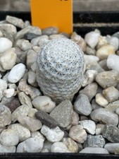 Mammillaria albiflora Rog 332  rar Copiapoa Ariocarpus Echinocereus