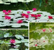 Rote seerose teichpflanzen - rote,