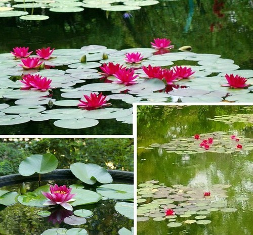 Rote seerose teichpflanzen - rote,