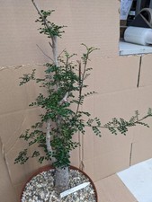 Operculicarya decaryi, kakteen sukkulenten Kaktus Caudex