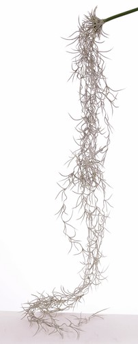 Kunst tillandsia usneoides - tillandsia,