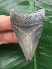 5,7 cm dolchförmiger Zahn des