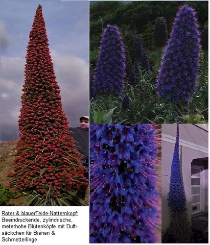 Rot blau - rot/blau,