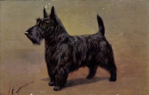 Hundeportrait scotch - ak,
