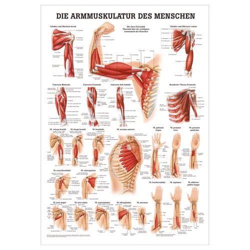 Armmuskulatur mini poster - armmuskulatur, mini-poster