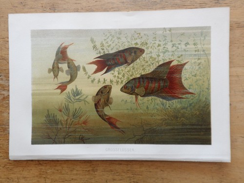Orig chromolithographie - orig.(1892),