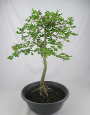 rk Bonsai Feldahorn Acer campestre Baum des Jahres 2015 (17325) Geschenkidee