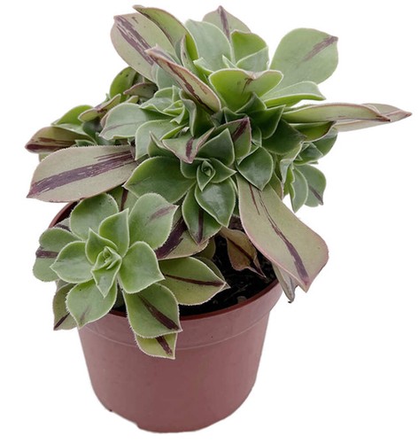 Aeonium leucoblepharum red - aeonium,