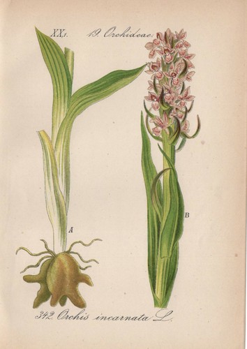 Fleischfarbenes knabenkraut - fleischfarbenes,