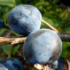 Haferschlehe großfruchtige Schlehe Rarität Buschbaum