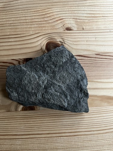Fossile platte wunderschöne - platte,,