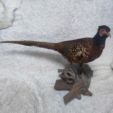 Präparierter Jagdfasan
