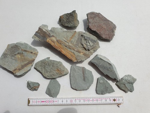 Lot mit fossilen pflanzen - lot,