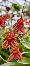 Masdevallia Fire Leopard NEW  XL Pflanze Orchideen Dracula