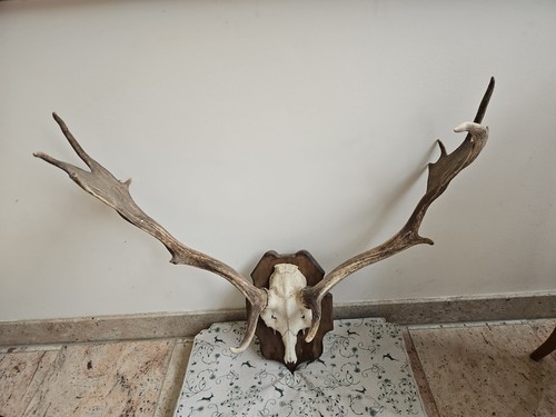 Geweih hirschgeweih jagd - geweih,, hirschgeweih,