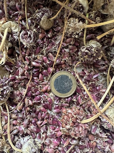 Vekan knoblauch brutzwiebeln - knoblauch,