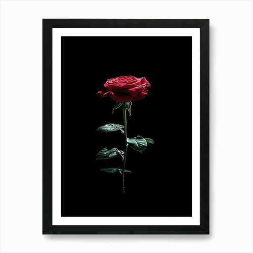 Einzelne rote rose auf - rose,