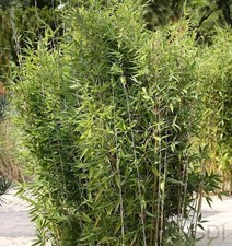 Gartenbambus obelisk - gartenbambus, obelisk®
