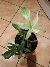 Philodendron Florida Ghost 