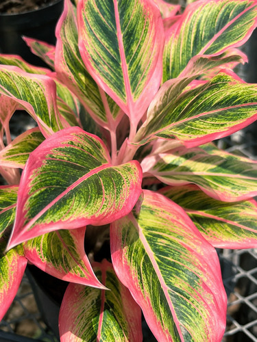 80001709 aglaonema lotus - 80001709,