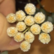 Hoya krohniana ‚Eskimo‘