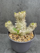 Pachypodium densiflorum -
