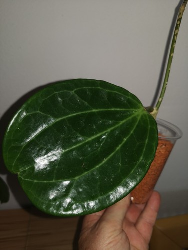 Hoya latifolia - hoya,