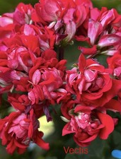 Vectis Rosebud Pelargonie