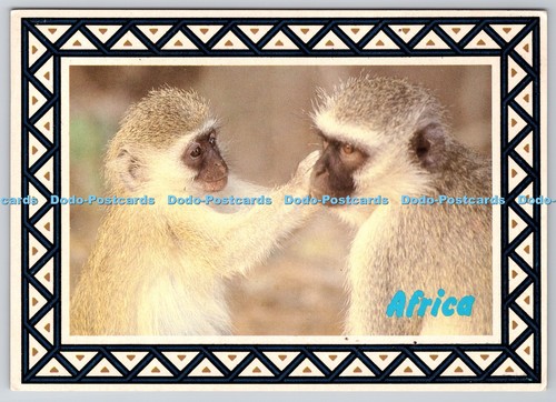 D303842 afrika vervet - d303842, affe